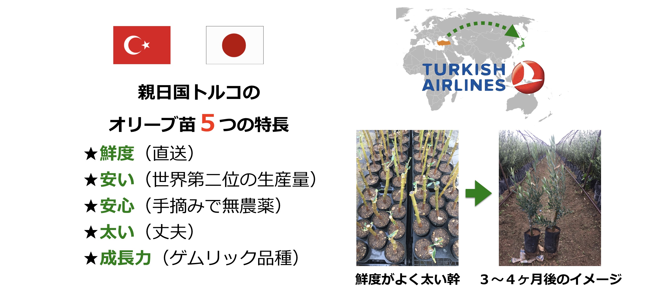 オリーブ苗木ブリーダー事業のご提案